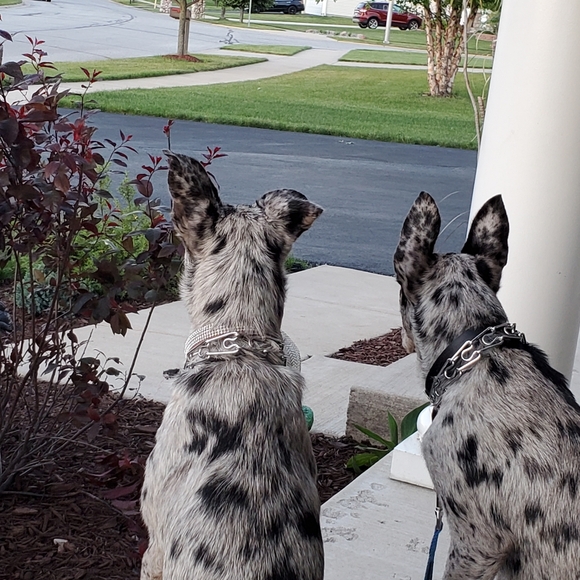 🦋11/6 -Frogprincess01 IS LIVE! W/heather1976p - LOW STARTS & 50%Off Closet - Picture 11 of 16